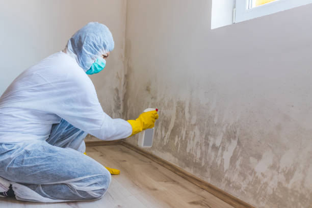 Licensed Mold Remediation service in Springfield, TN - WQB Mold Removal