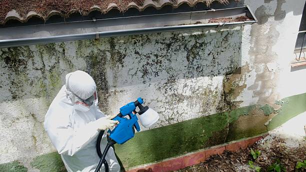 Top rated local Mold Remediation specialists in Springfield, TN